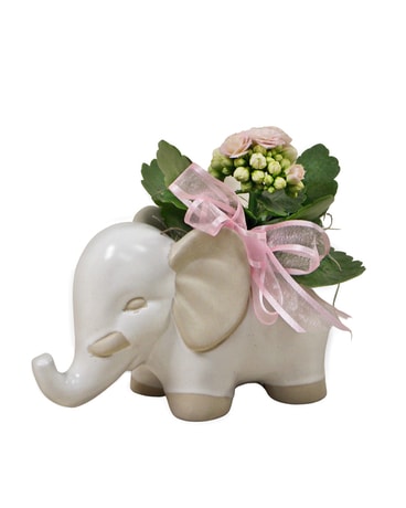 Elephant Kalanchoe Plant