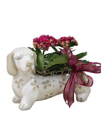 Dog Kalanchoe Plant