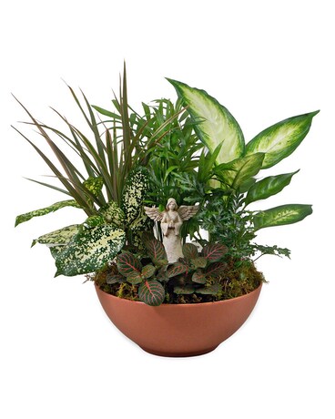 In Our Thoughts Plant