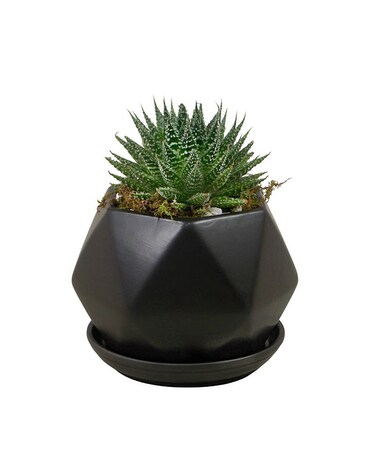 Assorted Succulents Plant