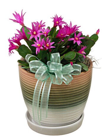 Spring Cactus Plant