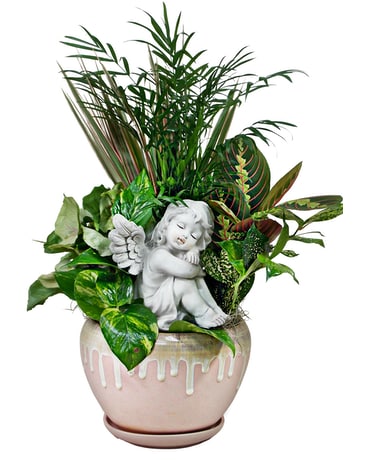 Restful Repose Plant