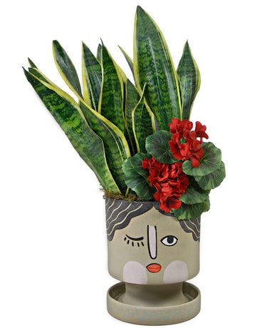 Green Goddess Plant