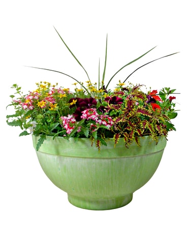 Outdoor Patio Pots-Large Plant