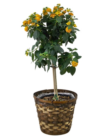 Lantana Plant Plant