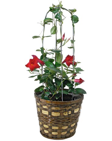 Mandevilla Plant Plant
