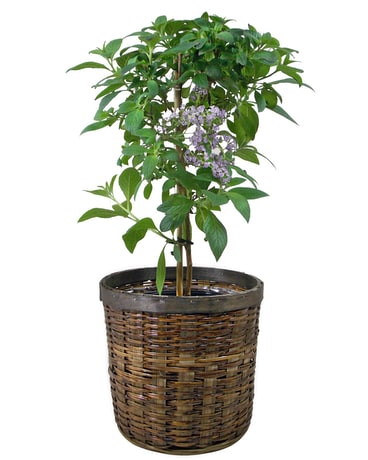 Heliotrope Plant Plant