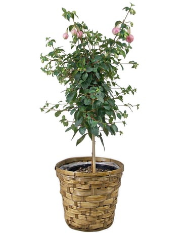 Fuchsia Plant Plant
