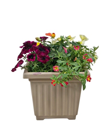 Outdoor Patio Pots- Small Plant