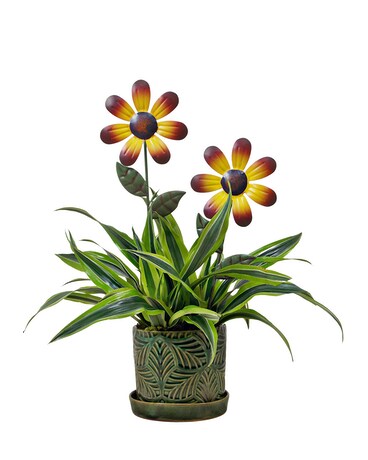 Janet Craig Plant