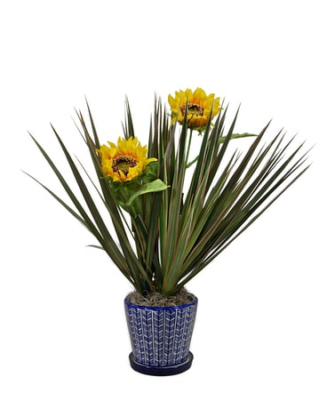 Sunshine & Blue Skies Plant