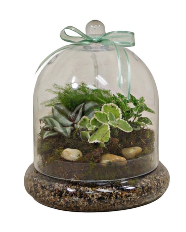 Cloche Terrarium Plant