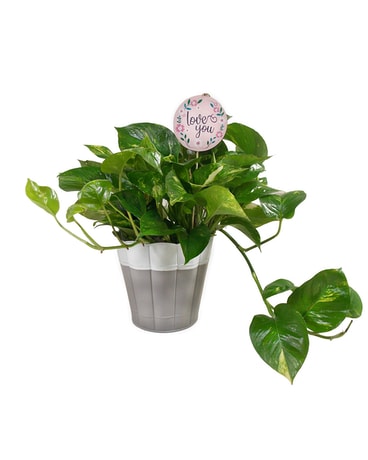 Assorted Pothos Plant Plant