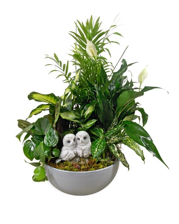 Owl You Need Is Love Plant