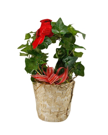 Circle Of Hope (With Lights) Plant