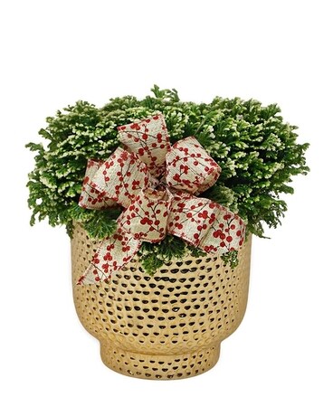 Very Merry Frosty Fern Plant