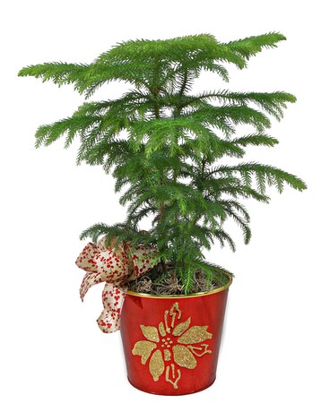 Norfolk Pine Plant
