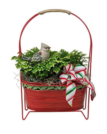 Festive Frosty Fern Plant