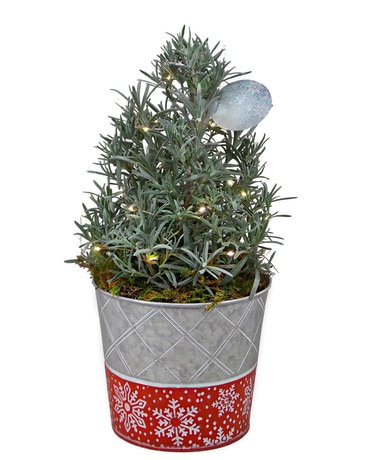 Lavender Tree With Lights Plant