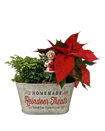 Santa's Little Helper Plant