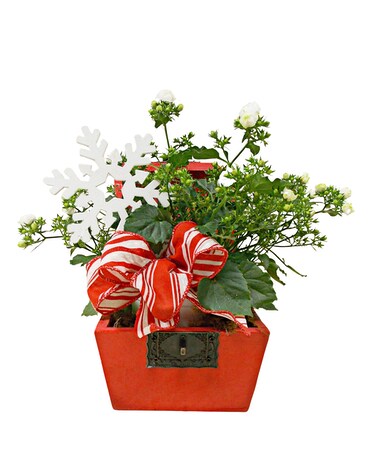Flurries N' Fun Plant