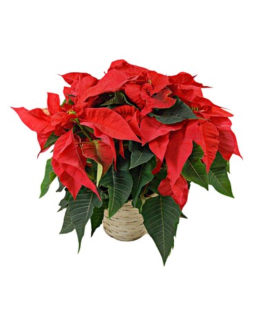 Red Poinsettia Plant