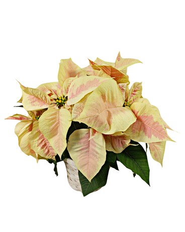Marble Poinsettia Plant