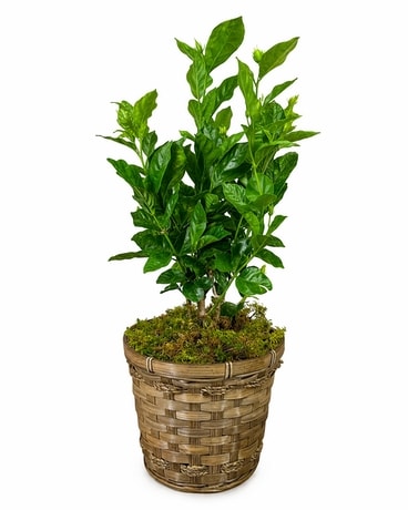 Jasmine Plant - Small in Indianapolis IN - Steve's Flowers and Gifts