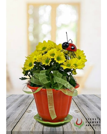 Daisy Bug Chrysanthemum Plant Plant