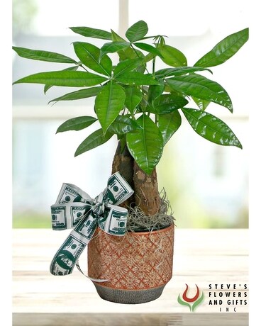 Money Tree Plant