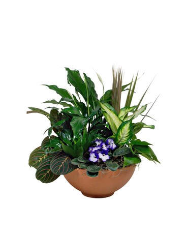 Garden of Eden Dish Garden Plant