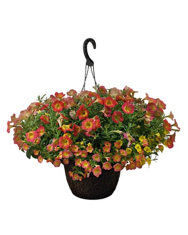 Patio Hanging Bloomers Plant