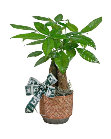 Money Tree