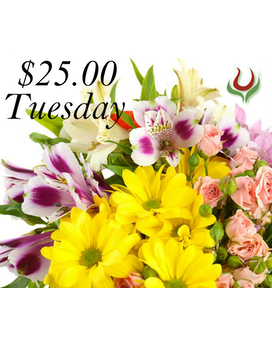 $25.00 Tuesday