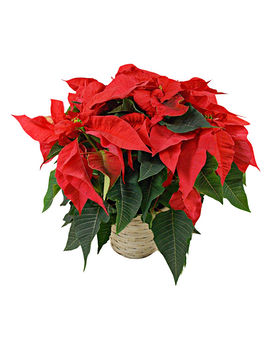 Red Poinsettia Plant