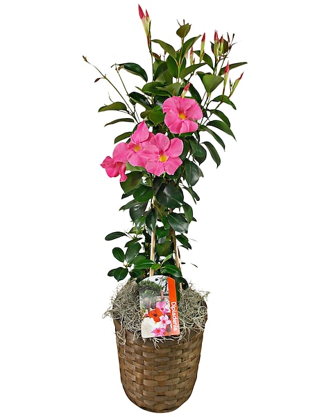 Dipladenia Plant Plant