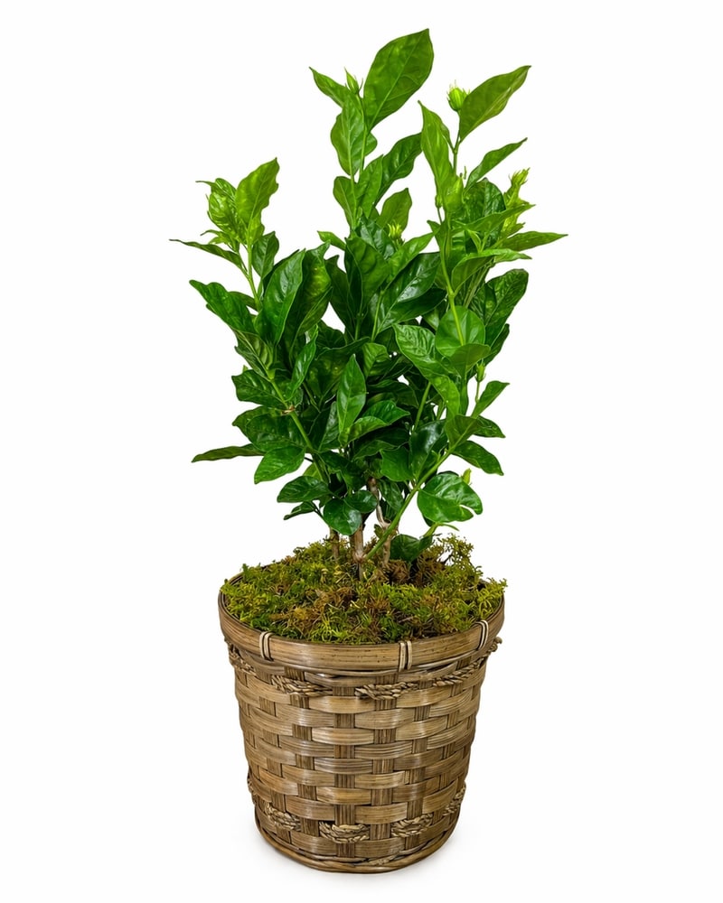 Jasmine Plant - Small in Indianapolis IN - Steve's Flowers and Gifts