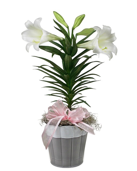 Easter Lily Plant