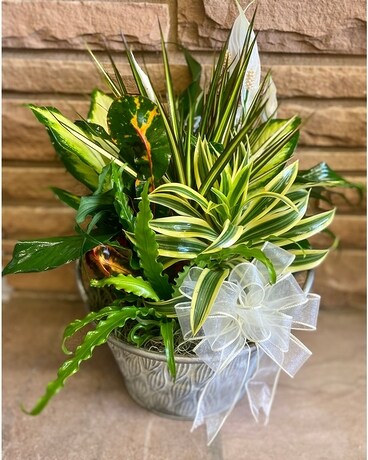 Dish Garden Plant