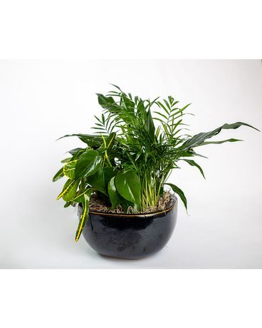 Medium Ceramic Dish Garden Flower Arrangement