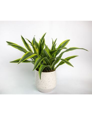 Lemon Lime Dracaena Flower Arrangement