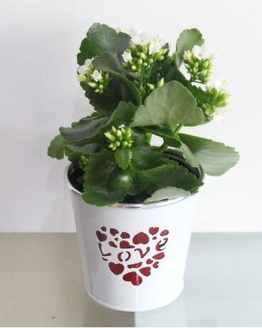 Valentine’s Day Kalanchoe Flower Arrangement