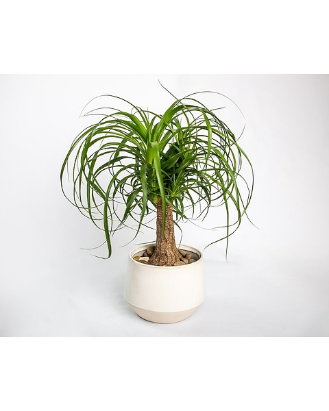 yucca cane outdoors Dracaena Yucca Cane, Yucca Gigantea 3 Stem Staggered
