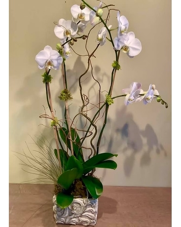 Orchids Vero Style Flower Arrangement