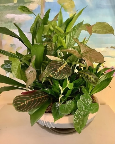 Serene Retreat Dish Garden Plant