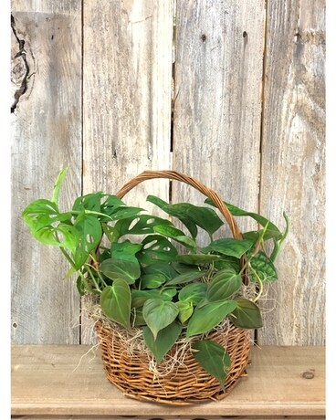Premium Trailing Plants Flower Arrangement