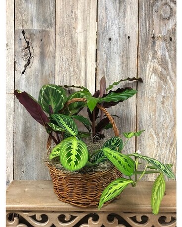 Mixed Calatheas Flower Arrangement