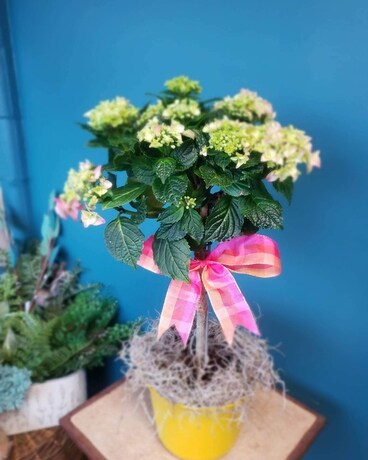 Hydrangea Topiary Dish Garden Plant