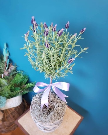 Lavender Topiary Plant