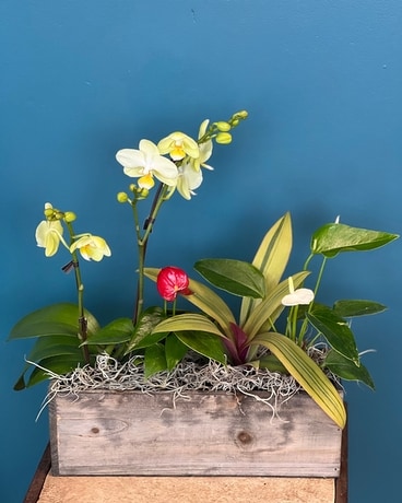 Tropical Garden Dish Garden Plant